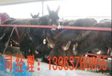 特種牲畜市場價格分析與批發(fā)渠道解讀——聚焦2019年養(yǎng)殖網資訊