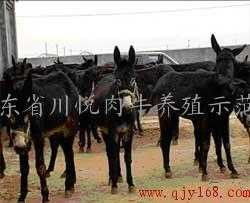 探索西門塔爾牛的購買渠道與肉牛養(yǎng)殖技術(shù)——山東四川悅?cè)馀ｐB(yǎng)殖示范園的實(shí)踐